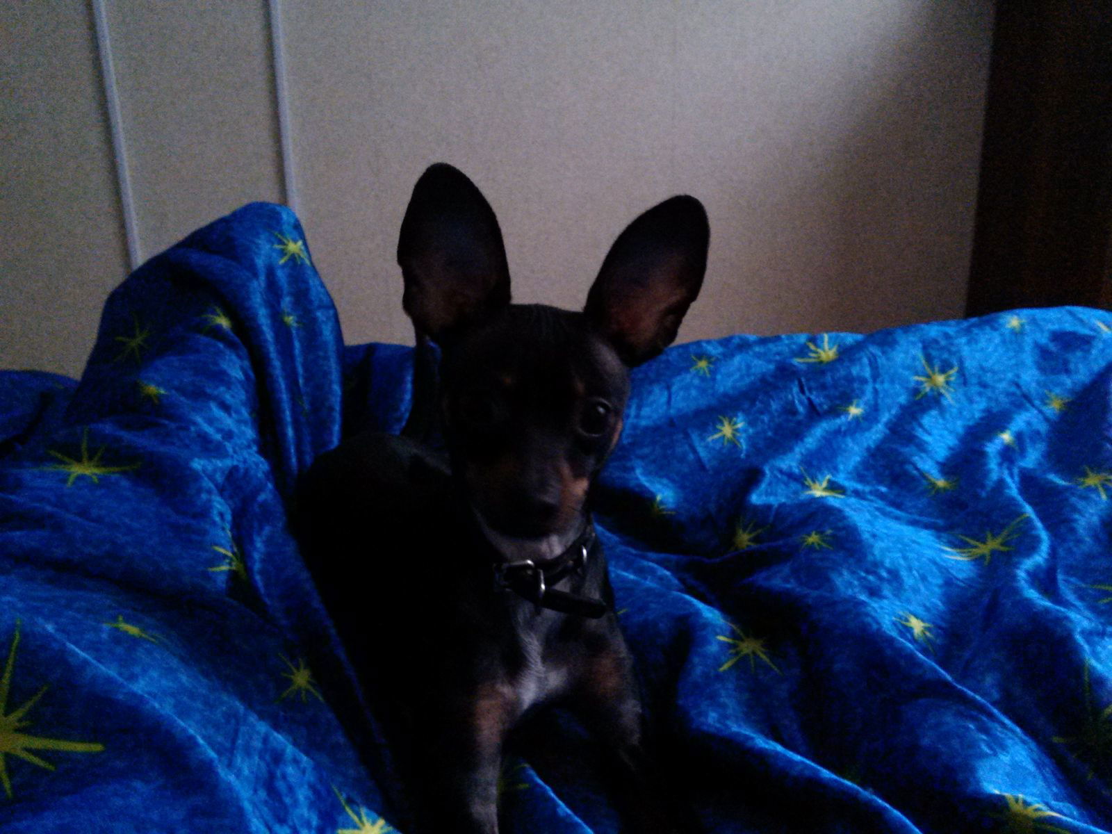 Ольга Нарвская