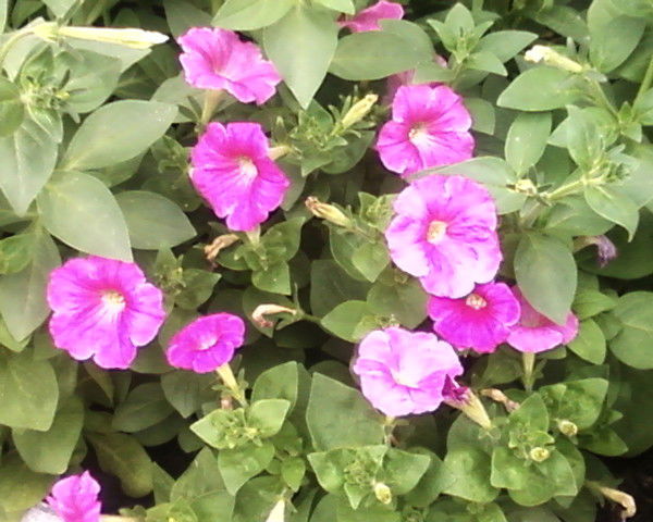 Лариса ???????