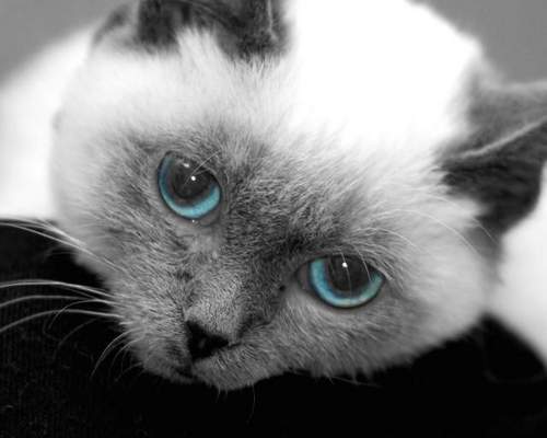 Natali Радистка