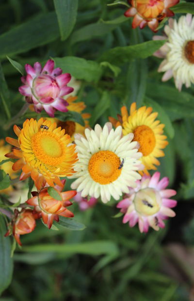 Елена Голикова