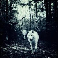 Альбина Салихова