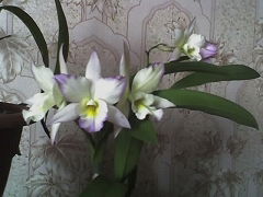 Людмила Шмыкова