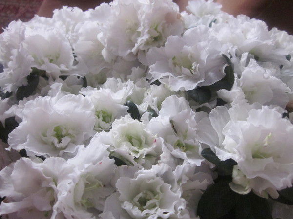 Ирина Живцова