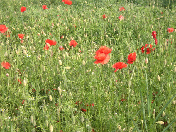 Лида Сикора