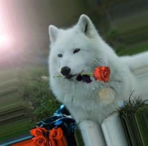 Оксана Волконовская