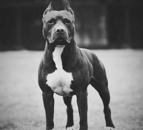 Ангелиначка Коломацкая