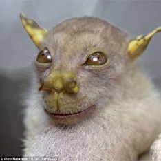 Владислав Скворцов