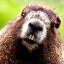 Кирилл Воробьев