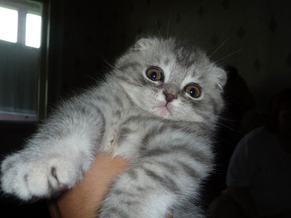 Андрей Токарев