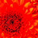 Александр Марков