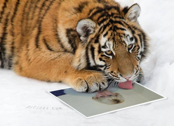 Ирина Владыко