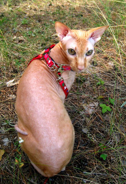 Елена Шипачева