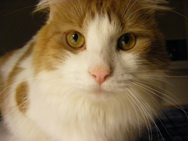 Таня Ильяхина