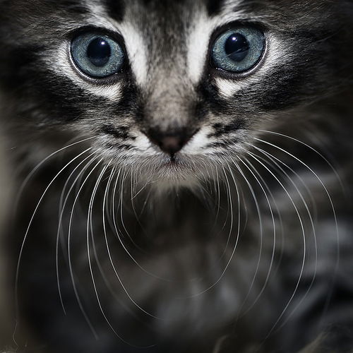 Светлана Борисенко