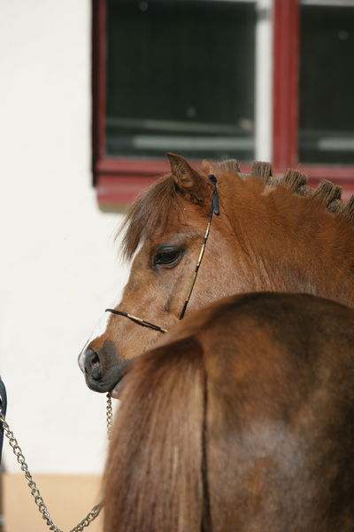 Алина Касурова