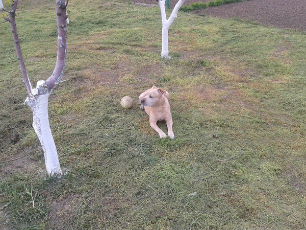 Елена Таранова