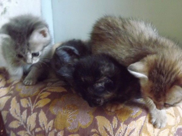 Любовь Моргун