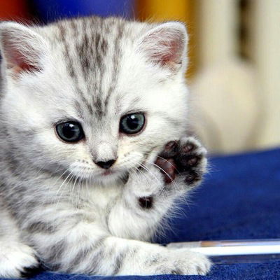 Аня Халилова