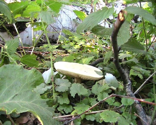 Татьяна Гарянина