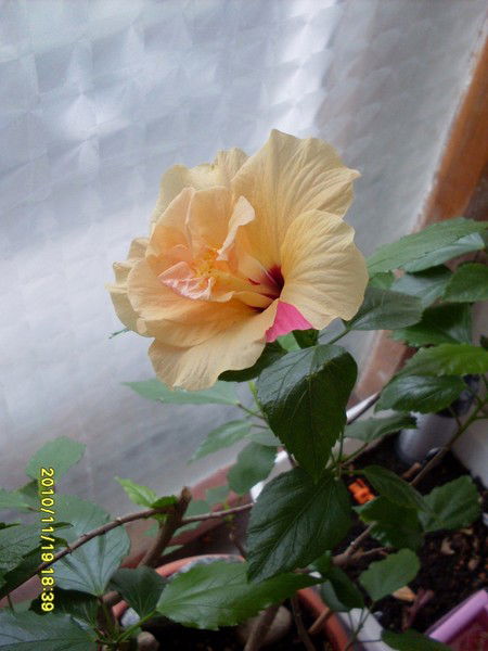 Софья Насонова