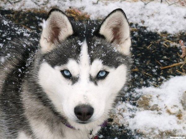 Николай Одейчук