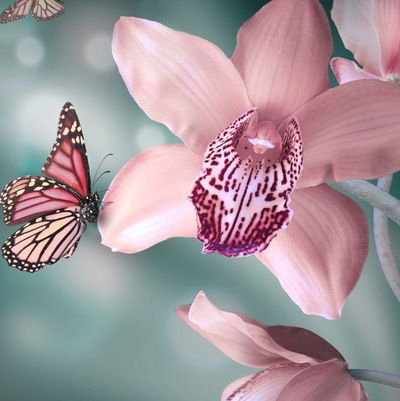 Оксана Писаренко