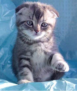 Елена Островская