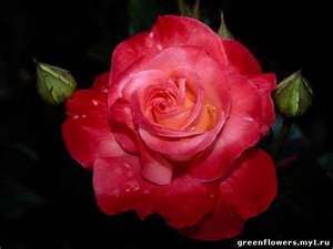 Роза Молчанова