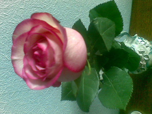 Надежда Никифорова(Петухова)