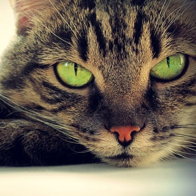 Татьяна Боброва