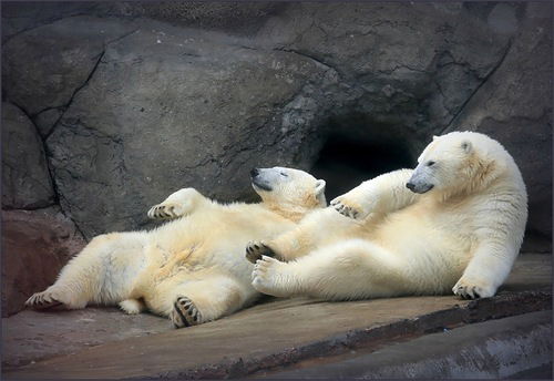 Павел Костарев