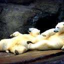 Павел Костарев