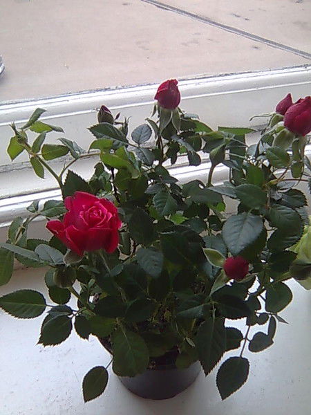 Айкумус Мухаметкалиева