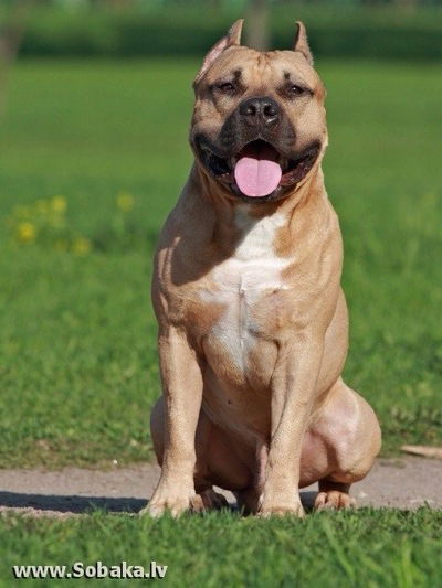 Антон Дуровцев