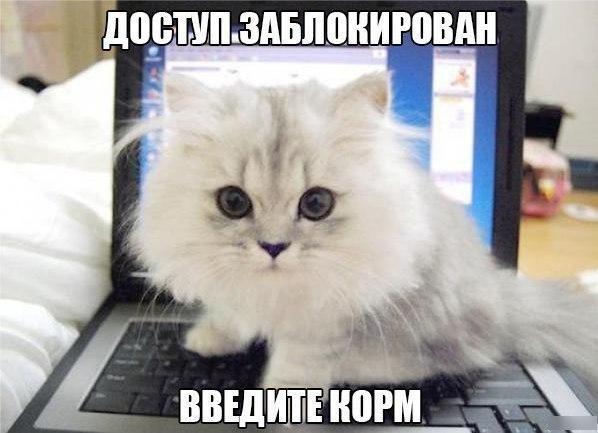 Лиза Щапина