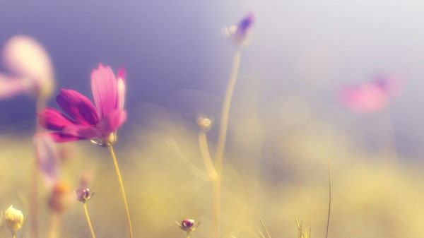 Анастасия Шпедт