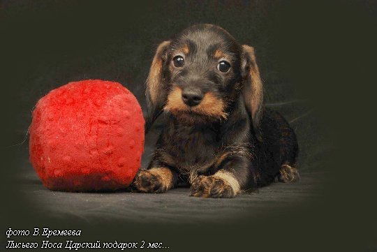 Дарина Урманова