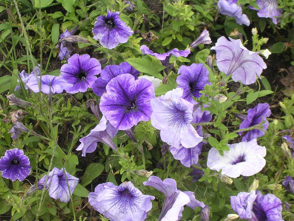 Людвиг Куляева