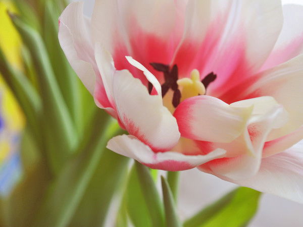 Ольга Шевченко