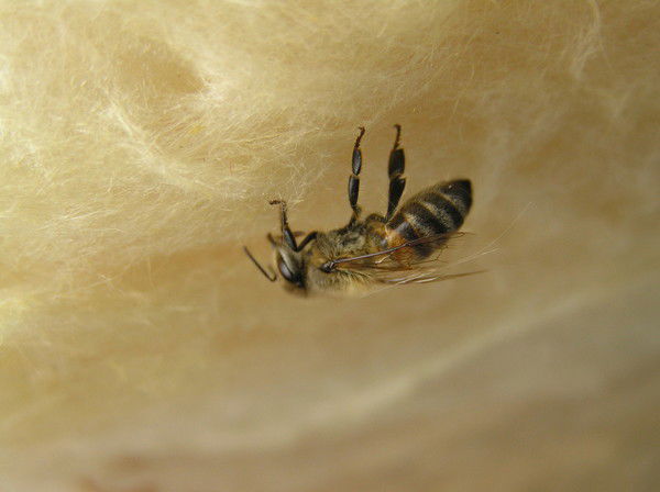 Алексей Неповинный