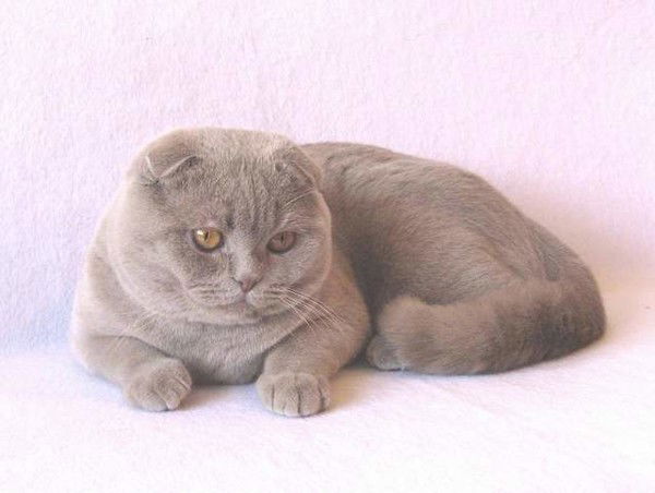 Юлия Тихомирова