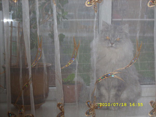 Владимир Нечаев