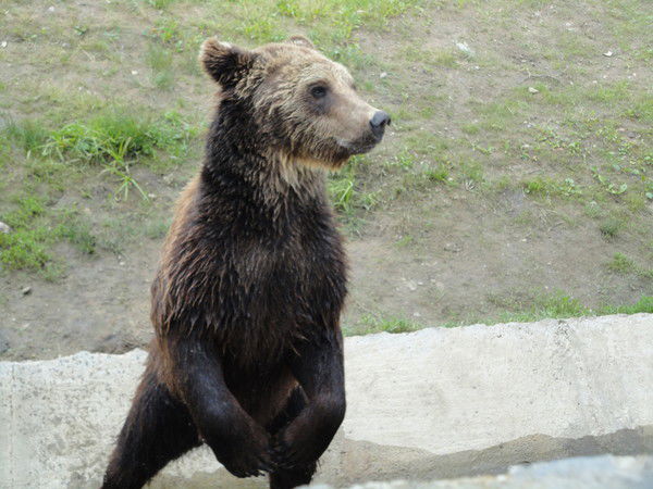 Анатолий Вялов