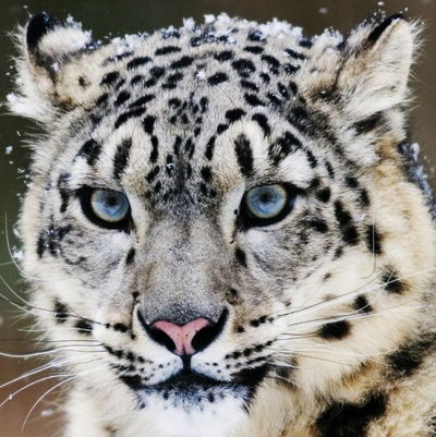 Володимир Лень