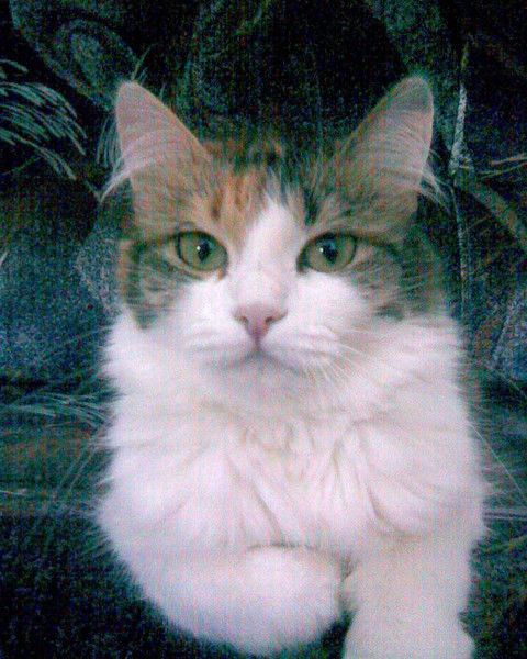 Наталья Радашковец