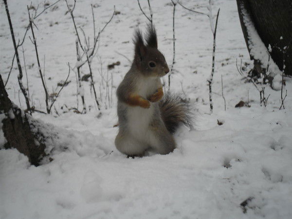 Аня Миронова