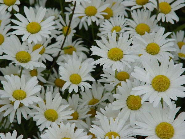 Тамара Ксенофонтова