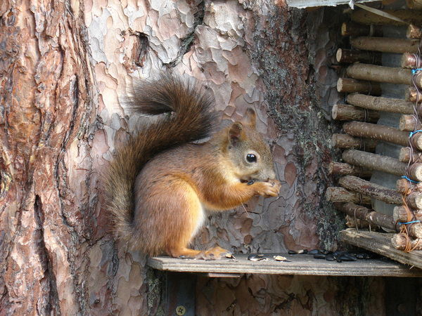 Анастасия Сокольская