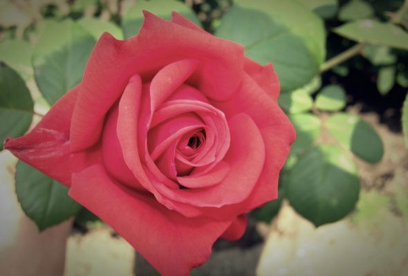 Гульстан Умарова