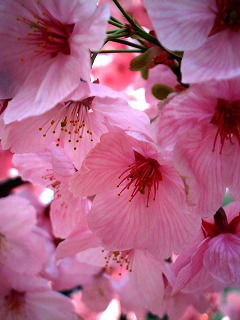 Нигора Бойматова